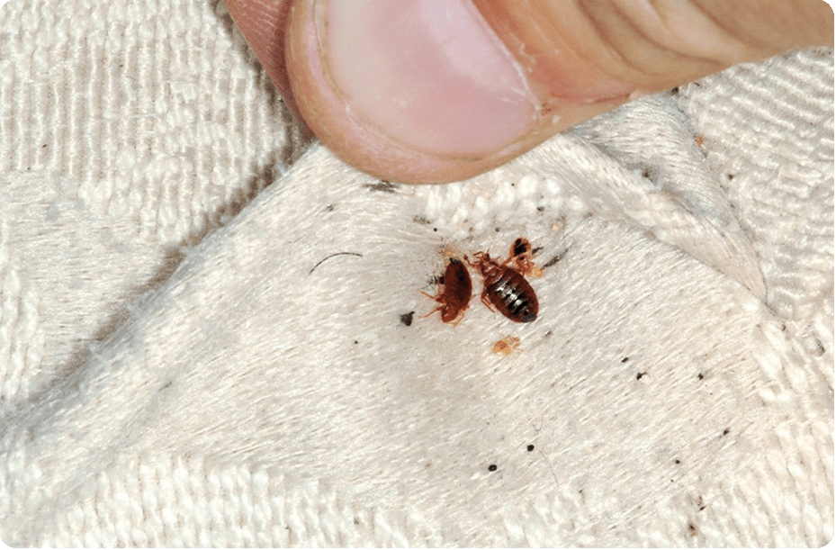 Bed Bug Extermination
